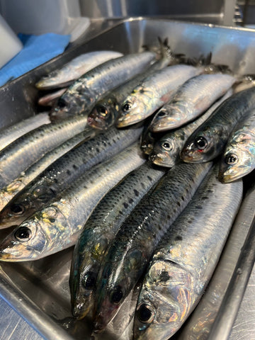 マイワシの2023年