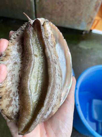 赤アワビも入ってます✨