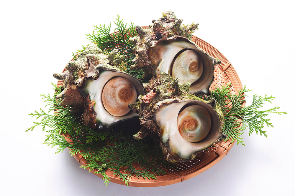 釜サザエ：300～400g ※4月～9月旬です – 三浦水産