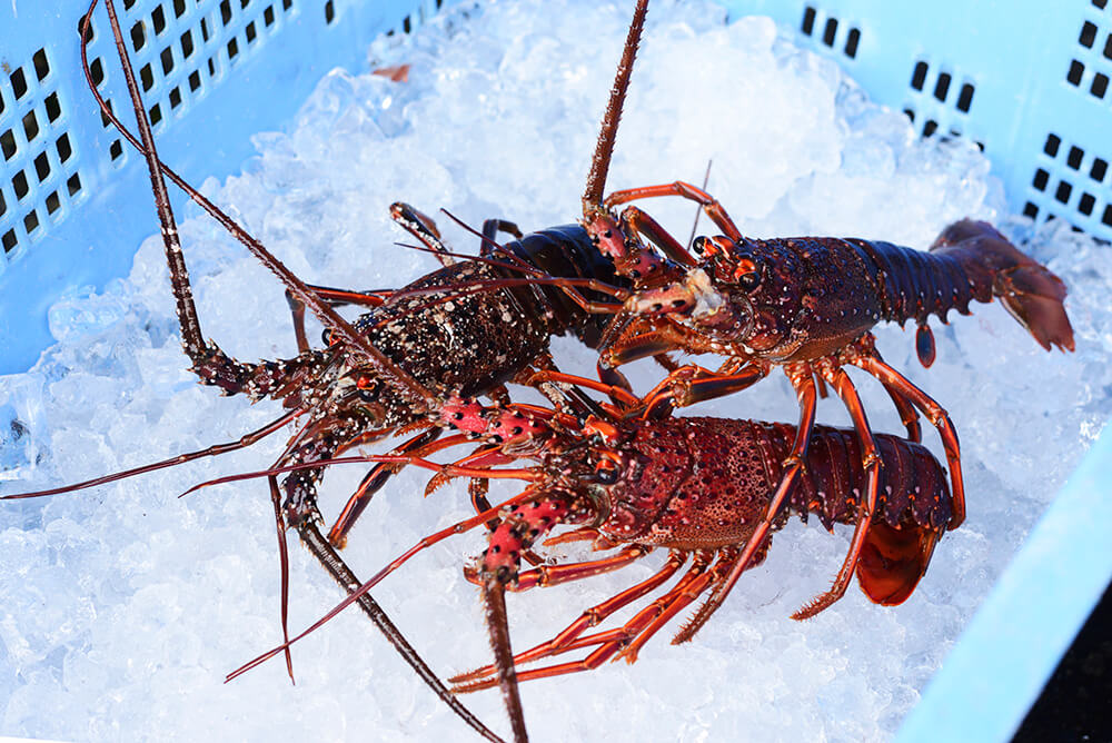 古銅　伊勢海老 伊勢海老：200～250g – 三浦水産