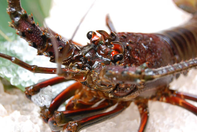 伊勢海老 伊勢海老：150～200g – 三浦水産